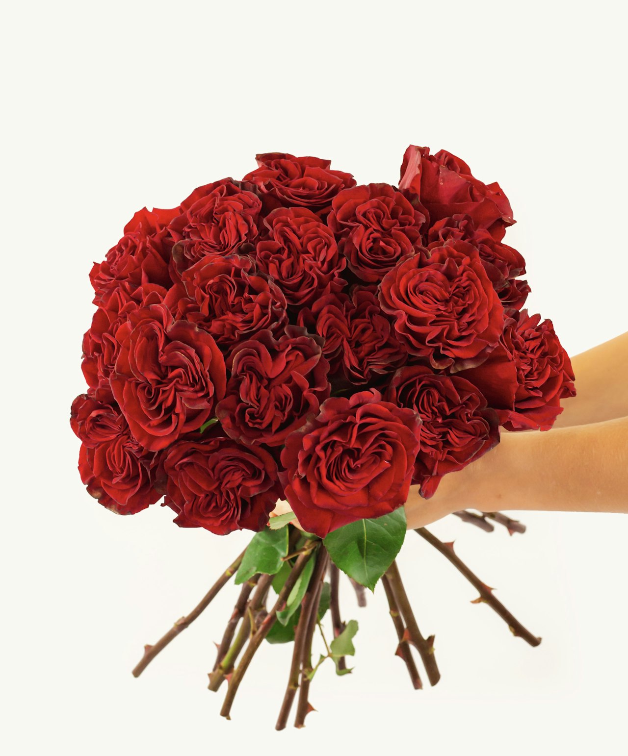 Lush bouquet of deep red roses held by hands, showcasing romance and elegance.