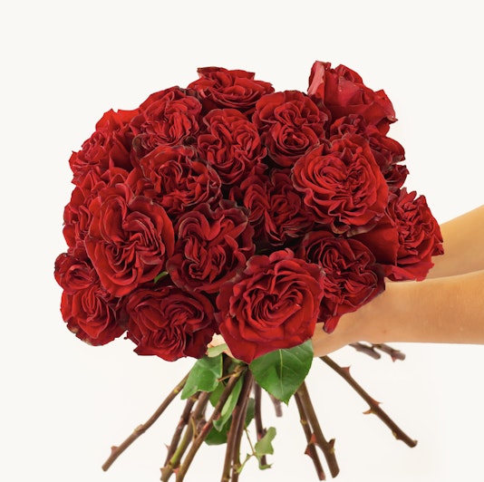 Lush bouquet of deep red roses held by hands, showcasing romance and elegance.