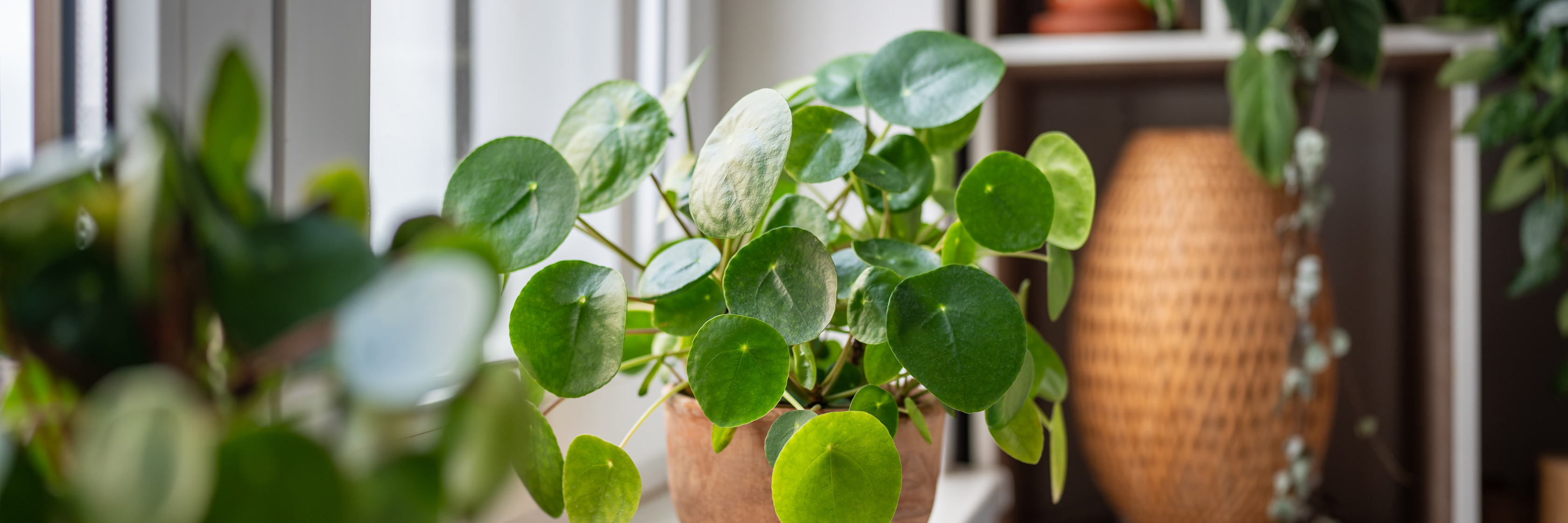 Lush green pilea plant in a terracotta pot, enhancing a cozy indoor space with natural elegance.