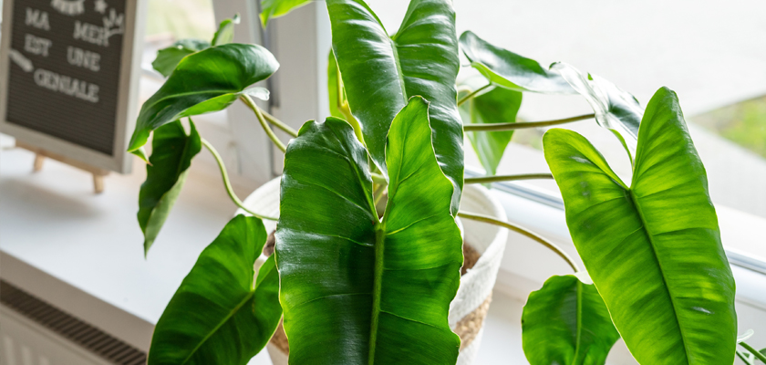 Lush green indoor plant with large leaves, adding freshness to any room decor.