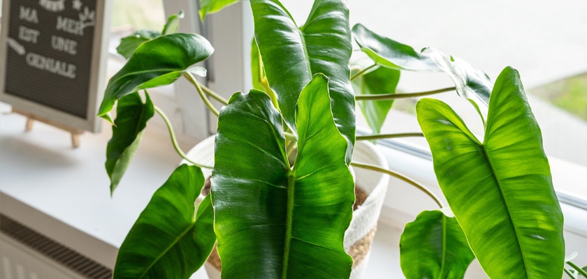Lush green indoor plant with large leaves, adding freshness to any room decor.