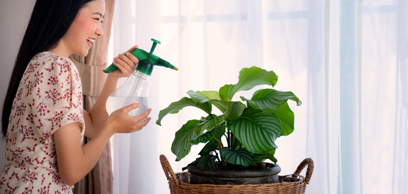 A cheerful woman misting a vibrant green houseplant by a sunny window, enhancing indoor ambiance.