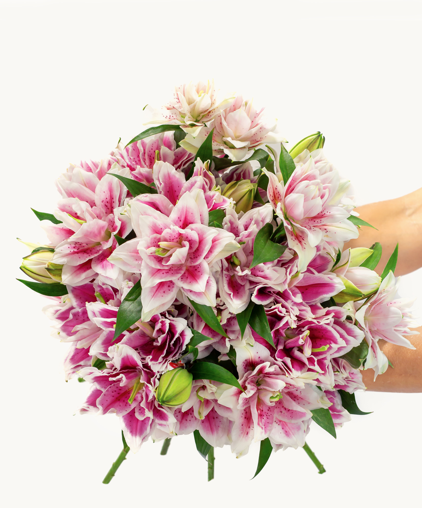 Vibrant bouquet of pink and white lilies held by a hand, showcasing their lush petals and greenery.
