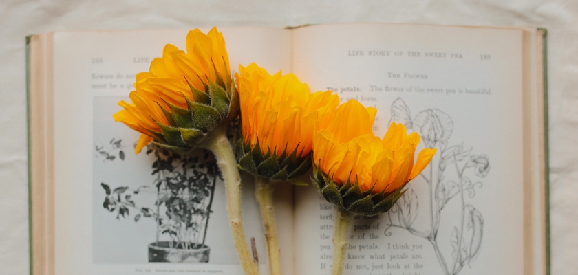 Vibrant sunflowers resting on an open vintage book, adding warmth and charm to any setting.
