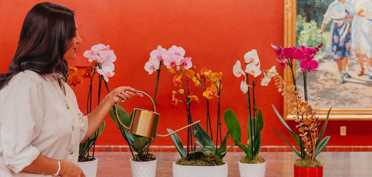 Woman tending to vibrant orchids in stylish pots against a vivid red wall, showcasing a cheerful indoor garden.