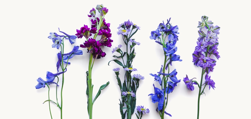 A vibrant collection of purple and blue floral stems arranged artistically on a light background.