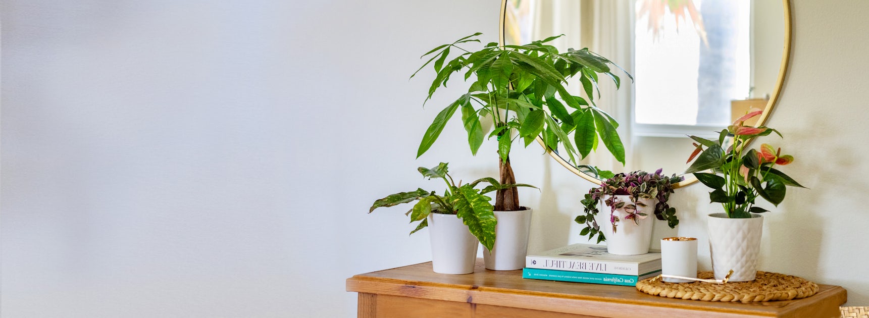 Indoor plants in stylish pots atop a wooden dresser, enhancing a cozy living space's aesthetic.