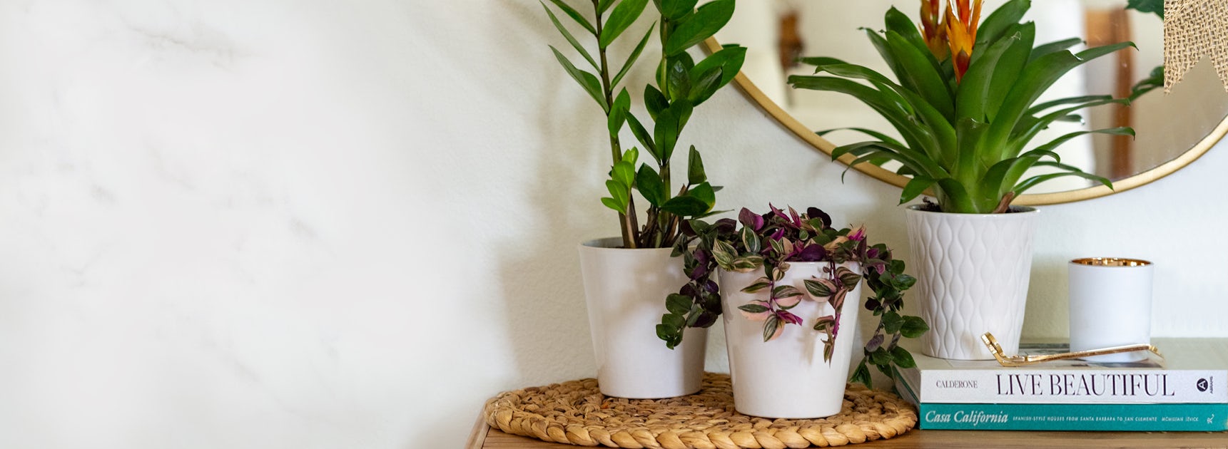 Lush indoor plants in white pots placed on a stylish table near a mirror.