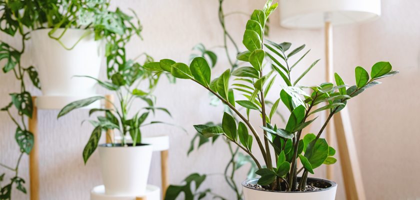 Lush indoor plants in modern white pots, enhancing home decor with vibrant greenery.
