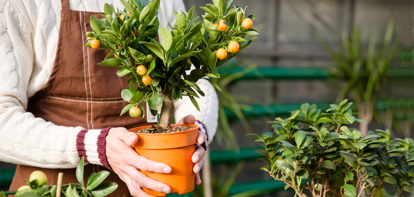 A person in an apron holds a potted citrus tree with vibrant oranges, showcasing indoor gardening.