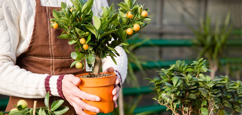 A person in an apron holds a potted citrus tree with vibrant oranges, showcasing indoor gardening.