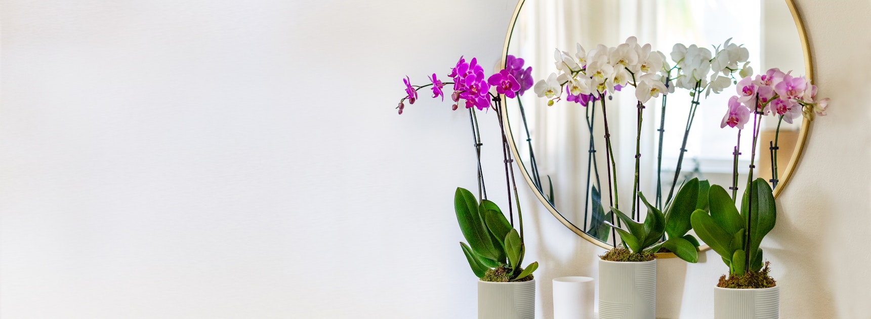Elegant orchids in white and purple pots, reflecting beauty in a modern interior.