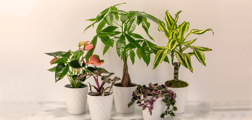 A collection of indoor plants in elegant white pots, enhancing home decor with greenery.