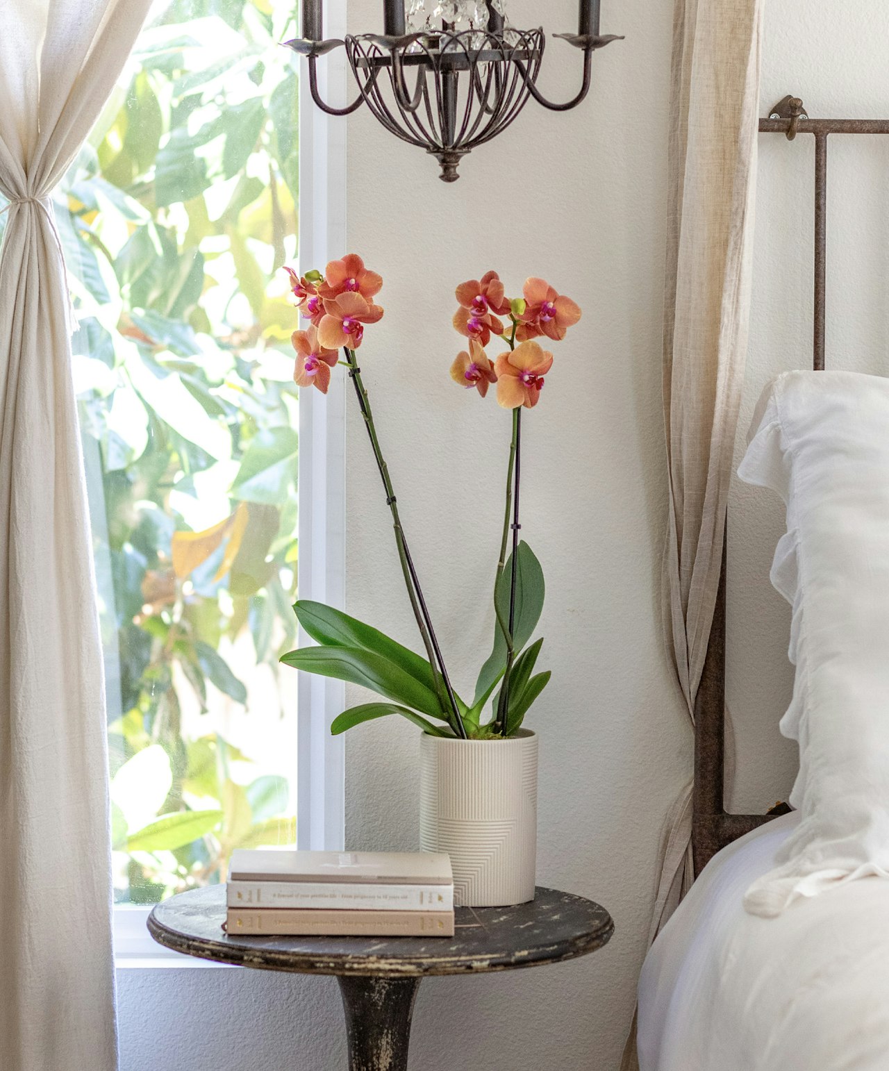 Elegant orchid duo in a modern planter, adding a touch of beauty to a cozy bedroom setting.