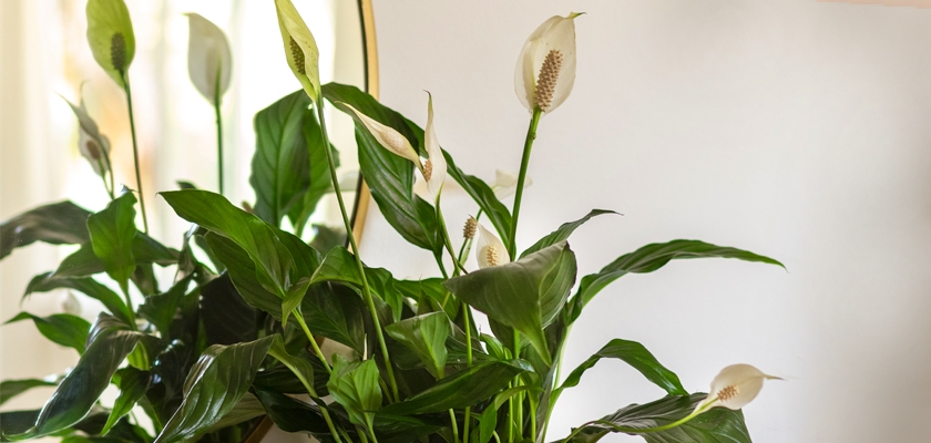 Lush peace lily plants with elegant white flowers, enriching home decor and air quality.