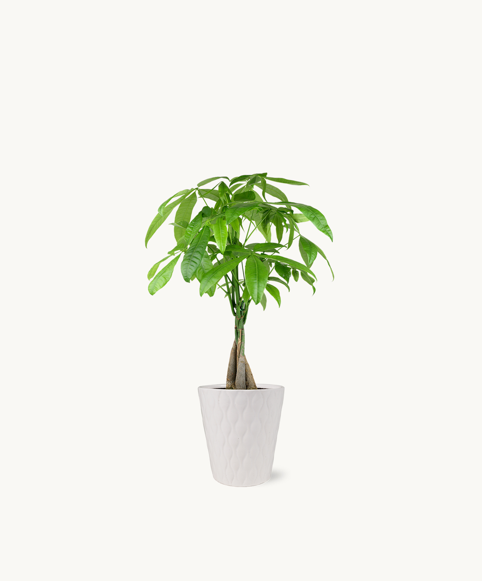 The Money Tree: Symbolism & Indoor Benefits