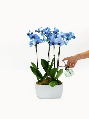 A stunning display of blue orchids in a modern white pot, being elegantly misted with water.