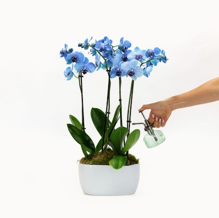A stunning display of blue orchids in a modern white pot, being elegantly misted with water.