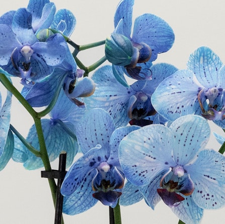 Vibrant blue orchids with intricate patterns, perfect for elegant floral displays.