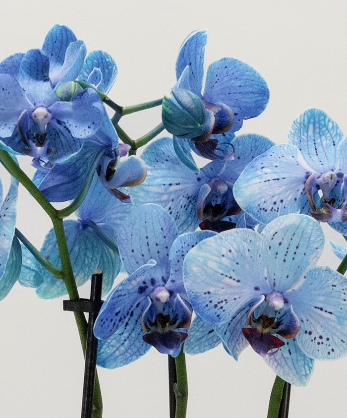 Vibrant blue orchids with intricate patterns, perfect for elegant floral displays.