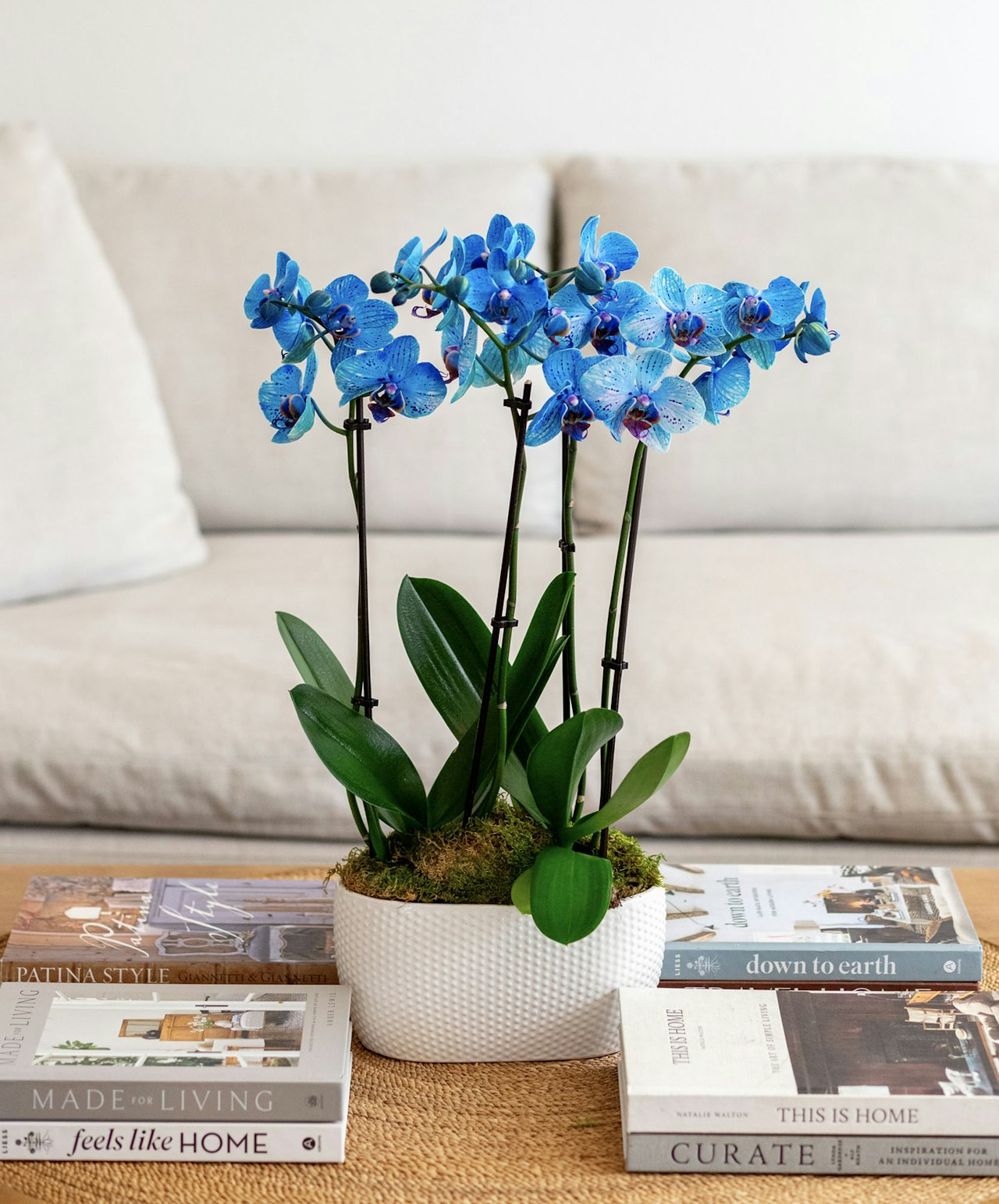 Vibrant blue orchids beautifully arranged in a modern planter on a coffee table.