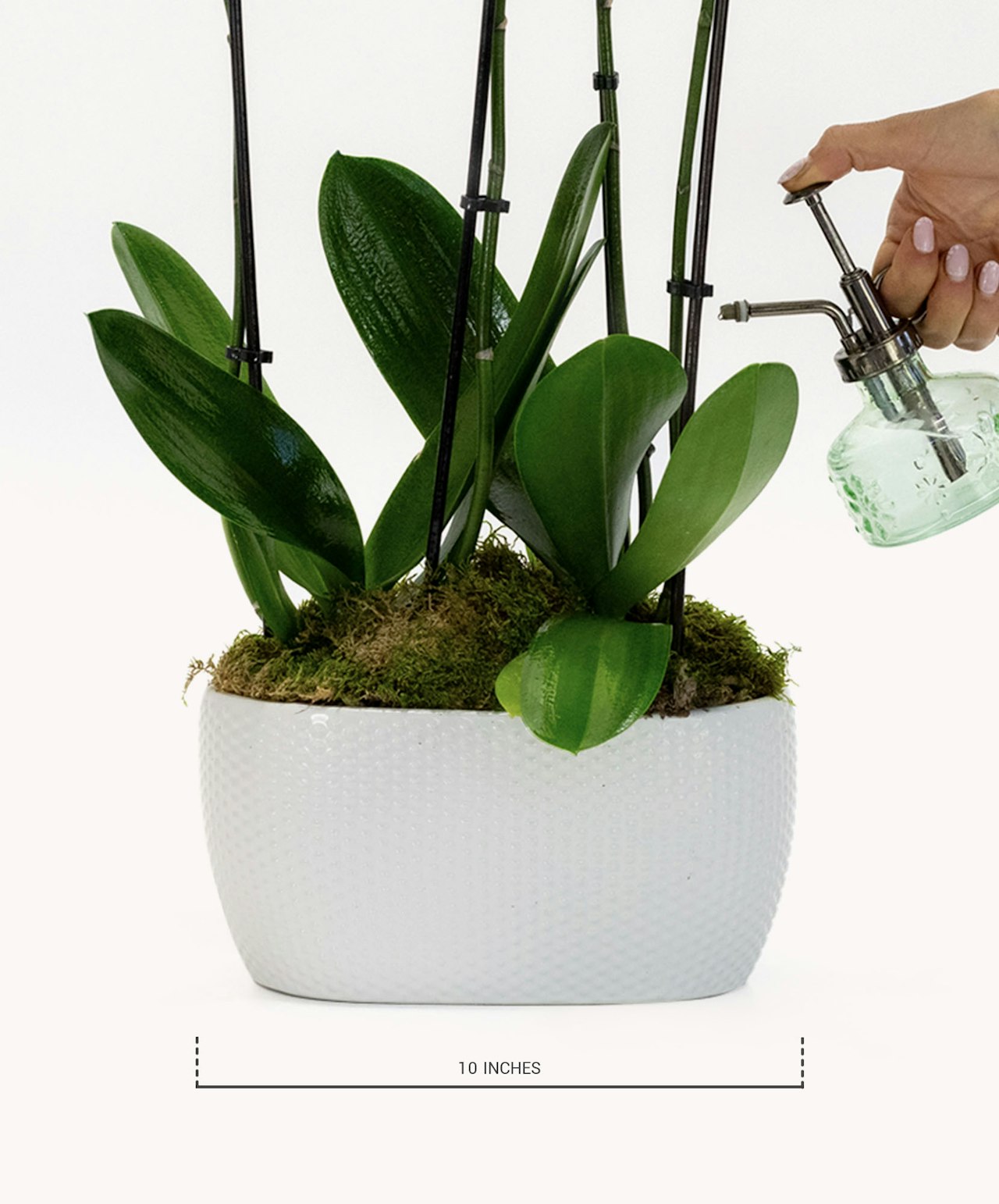 Elegant orchid arrangement in a white pot, featuring lush green leaves and decorative moss.