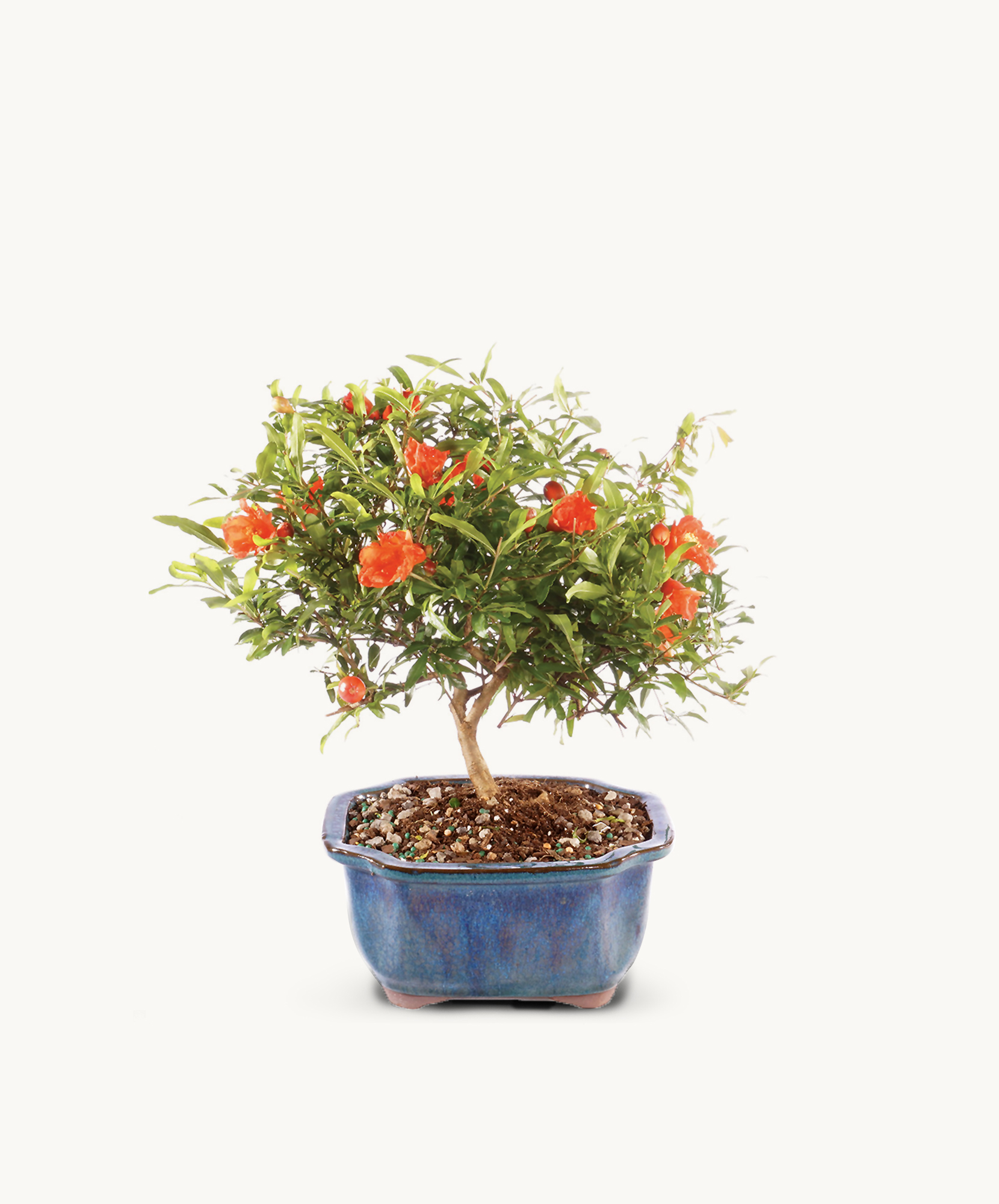 A vibrant pomegranate bonsai tree in a blue ceramic pot with bright orange flowers.