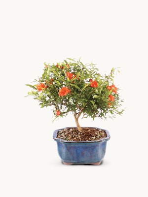 A vibrant pomegranate bonsai tree in a blue ceramic pot with bright orange flowers.