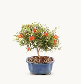 A vibrant pomegranate bonsai tree in a blue ceramic pot with bright orange flowers.