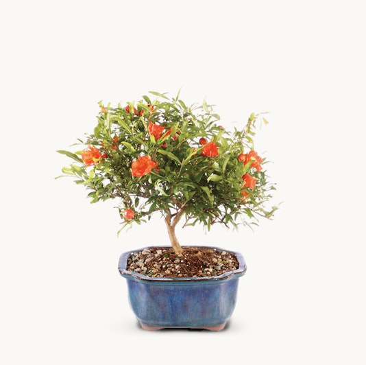 A vibrant pomegranate bonsai tree in a blue ceramic pot with bright orange flowers.