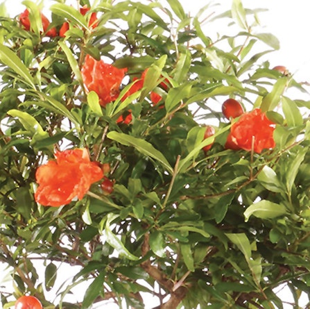 Vibrant pomegranate tree with lush green leaves and bright orange fruit, showcasing natural beauty.