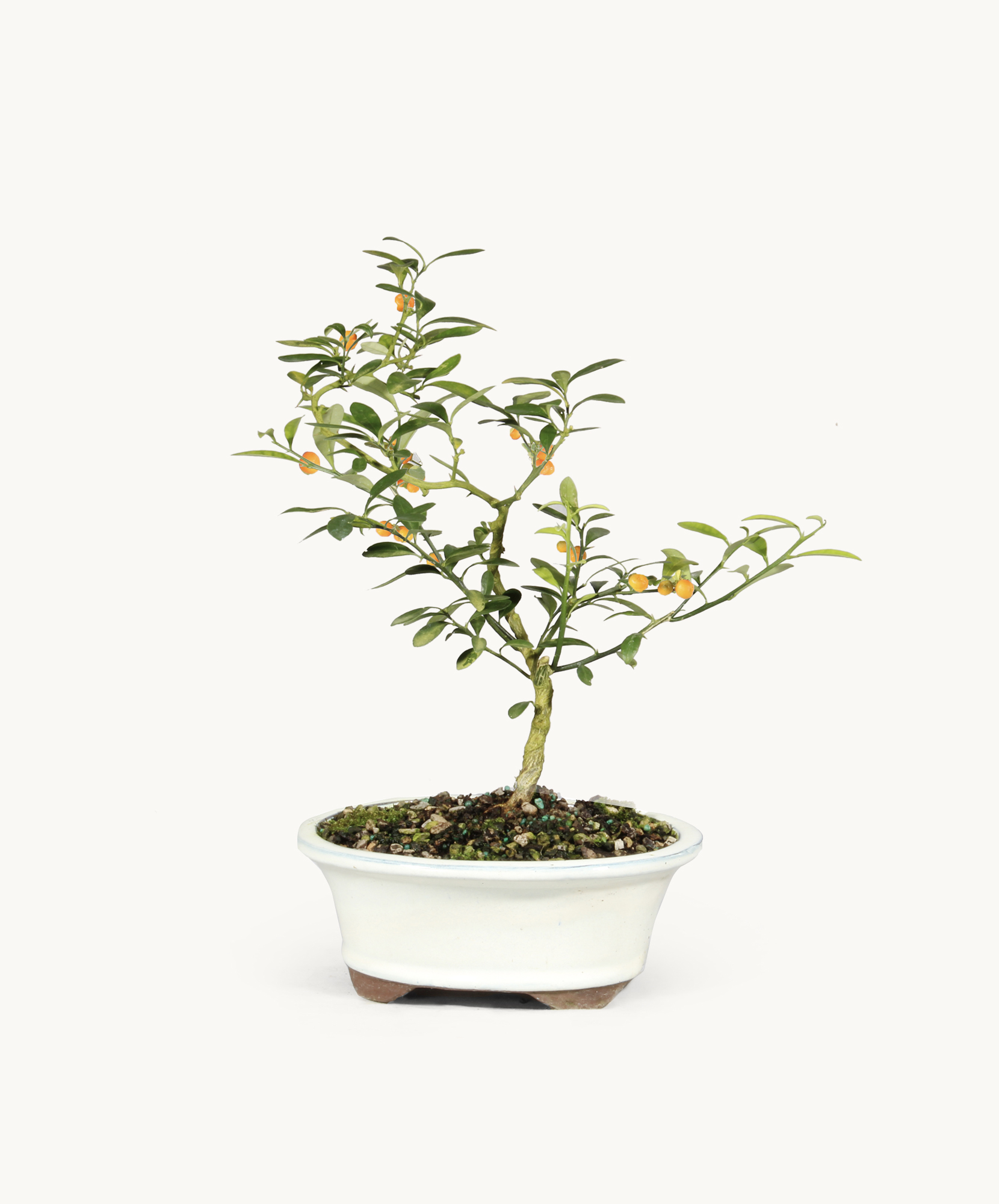 Kinzu Orange tree showcasing tiny fruits and rich green leaves in full bloom.