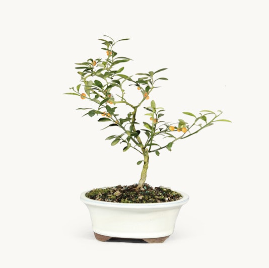 Kinzu Orange tree showcasing tiny fruits and rich green leaves in full bloom.