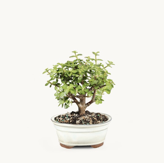 Small jade plant bonsai in a ceramic pot, showcasing lush green leaves and a sturdy trunk.