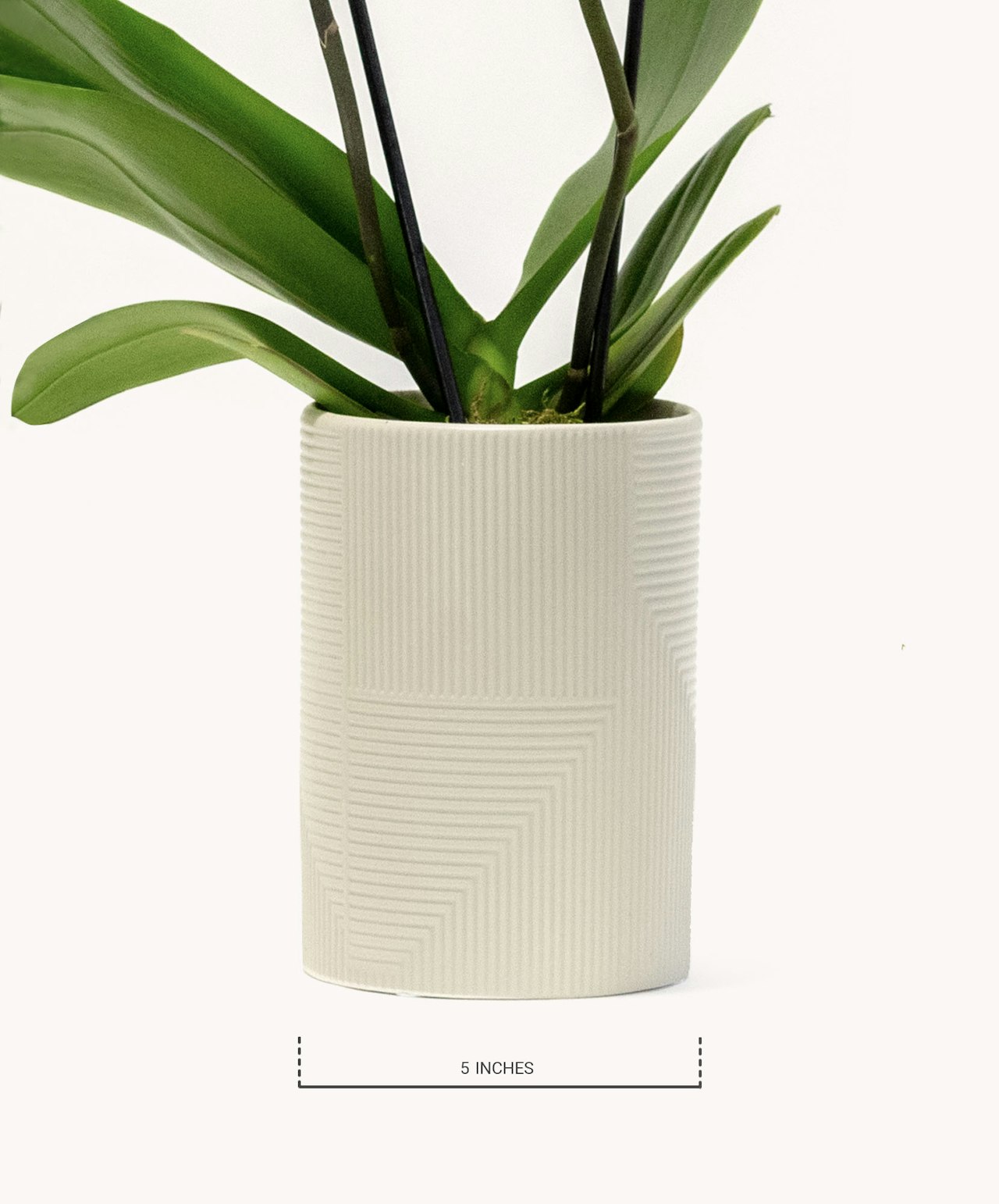Modern white planter with textured design, featuring lush green plant inside.