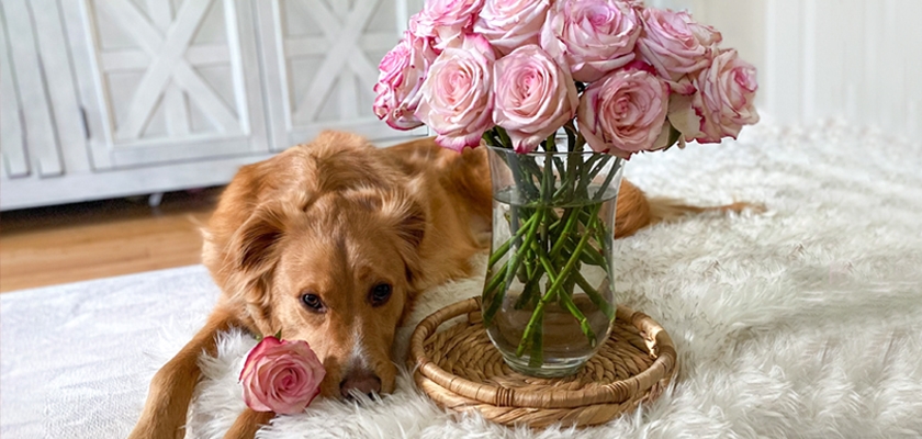 A golden retriever rests beside a vase of soft pink roses on a cozy rug.