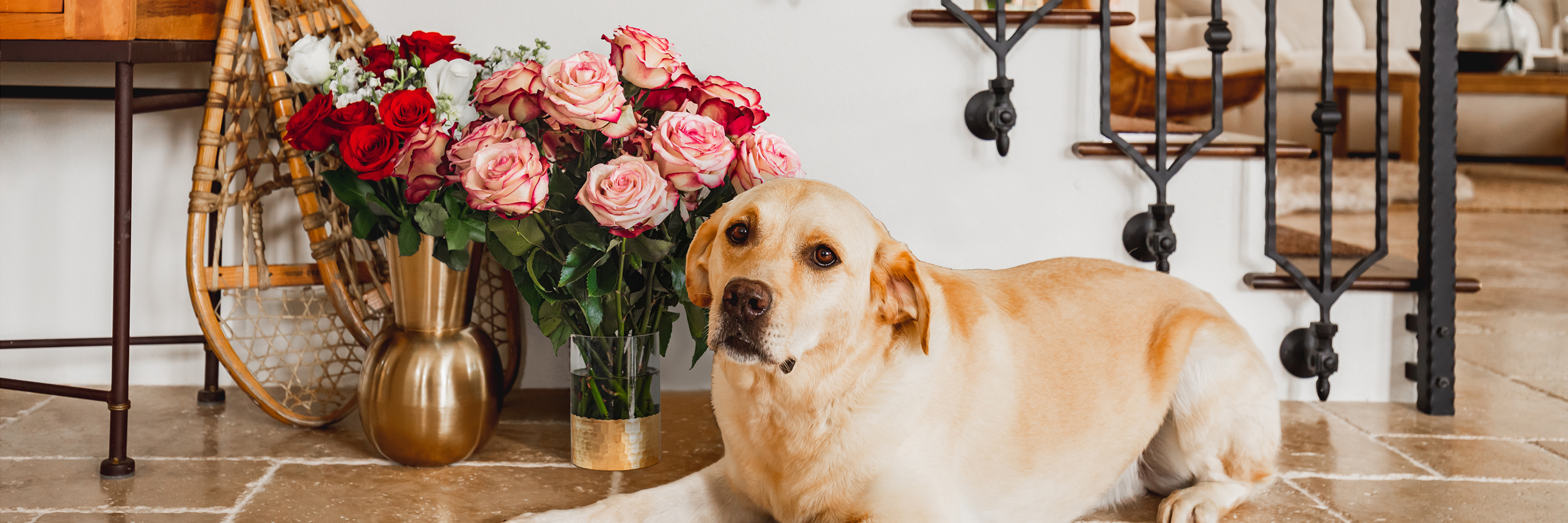 Labrador dog resting on the floor beside a vibrant bouquet of roses in an elegant setting.