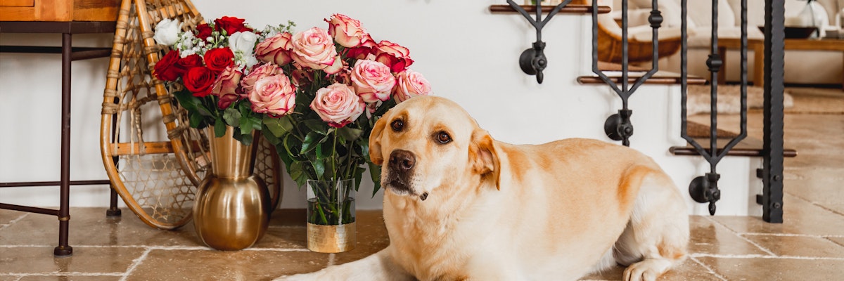 Labrador dog resting on the floor beside a vibrant bouquet of roses in an elegant setting.