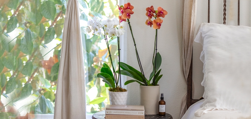 Elegant orchids in white and orange pots add a touch of beauty to a serene bedroom setting.