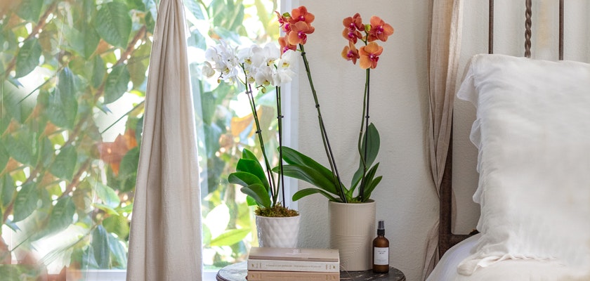 Elegant orchids in white and orange pots add a touch of beauty to a serene bedroom setting.