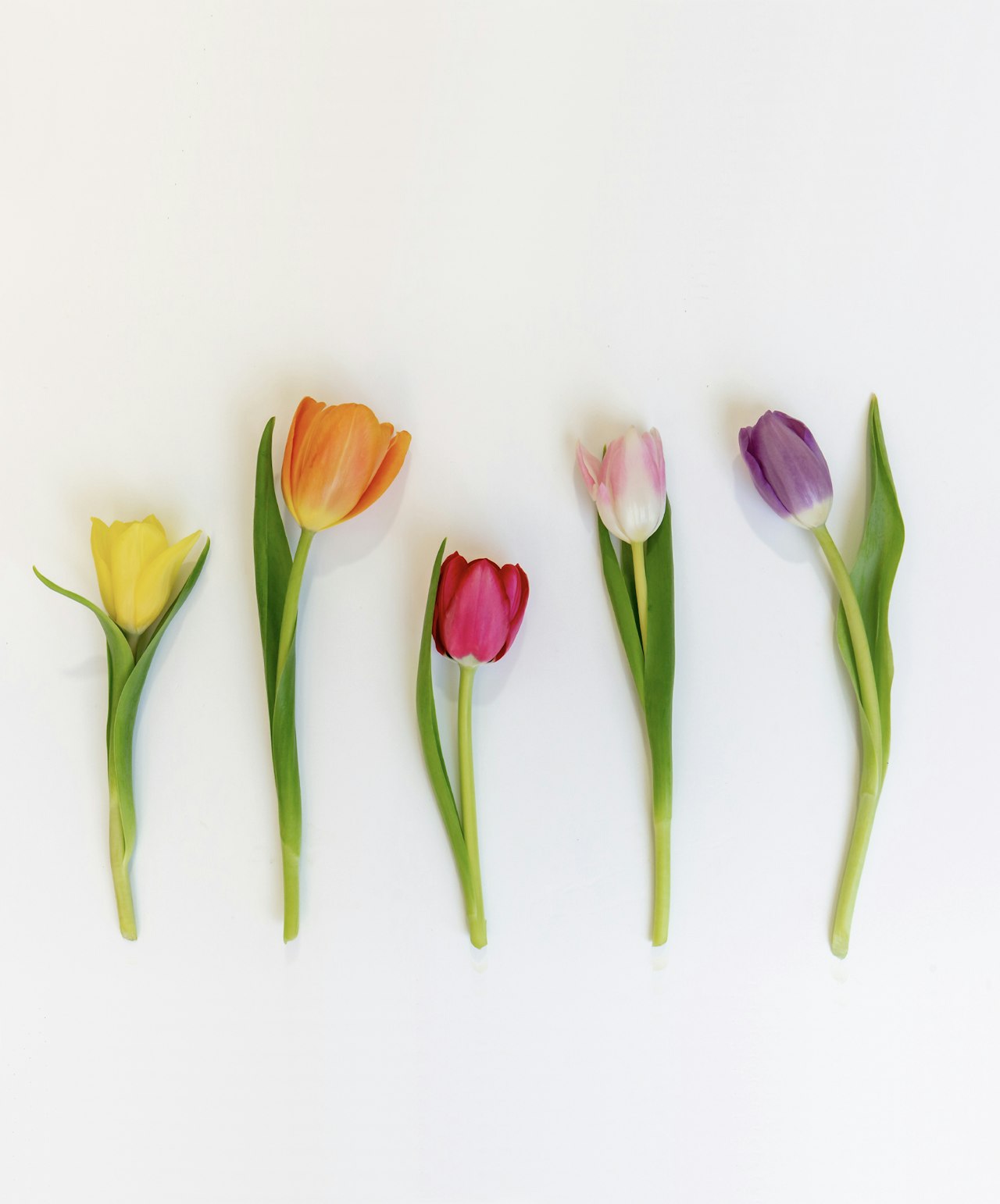 Individual colorful tulips perfect for birthdays or other special occasions.