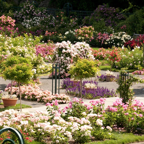 NYBG