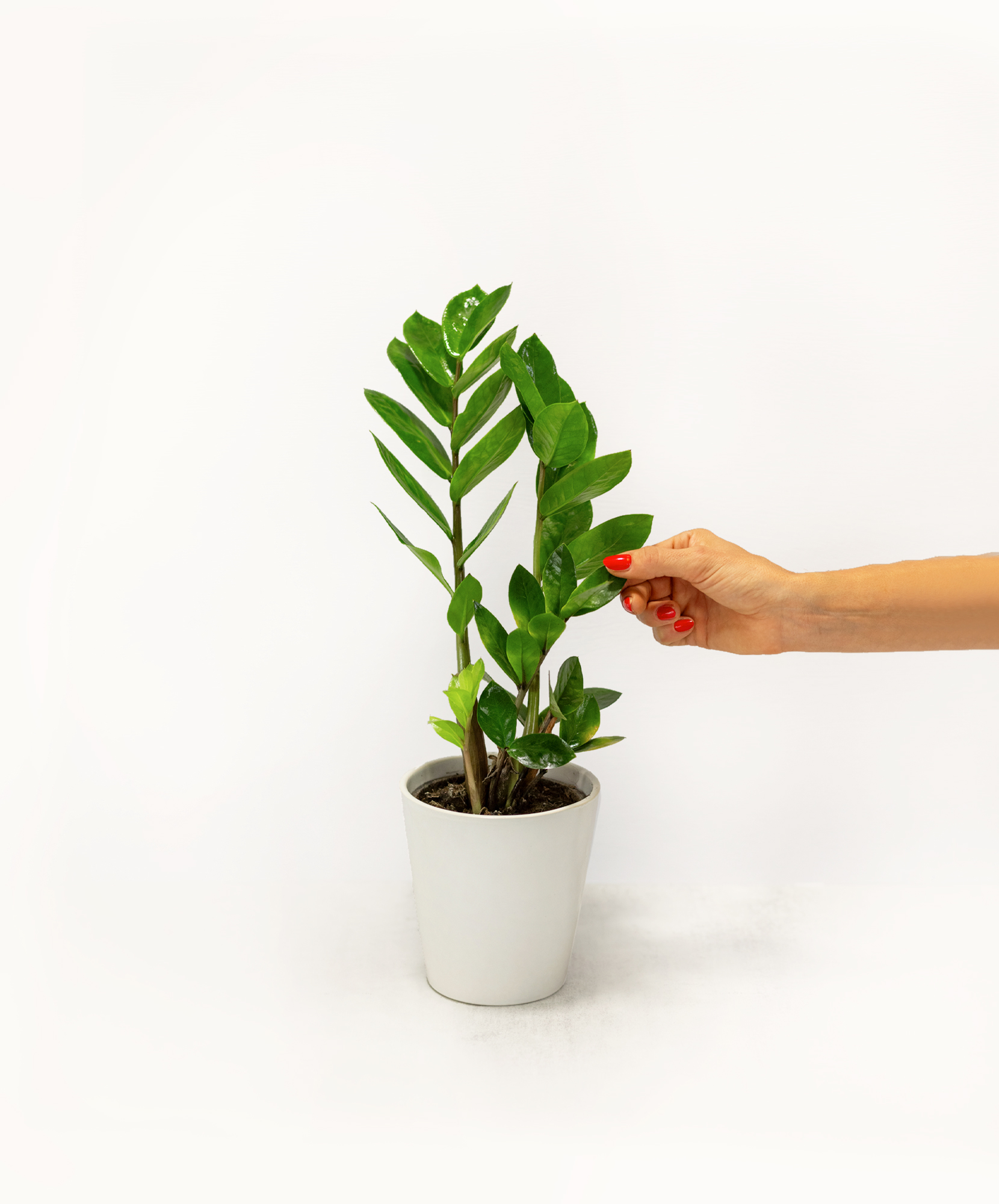 A hand tending to a vibrant ZZ plant in a stylish white pot, enhancing home decor.