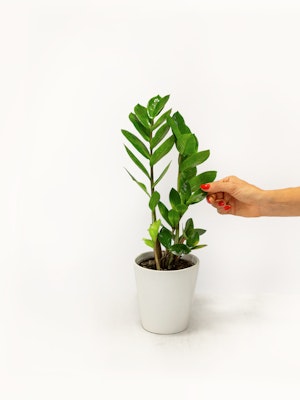 A hand tending to a vibrant ZZ plant in a stylish white pot, enhancing home decor.