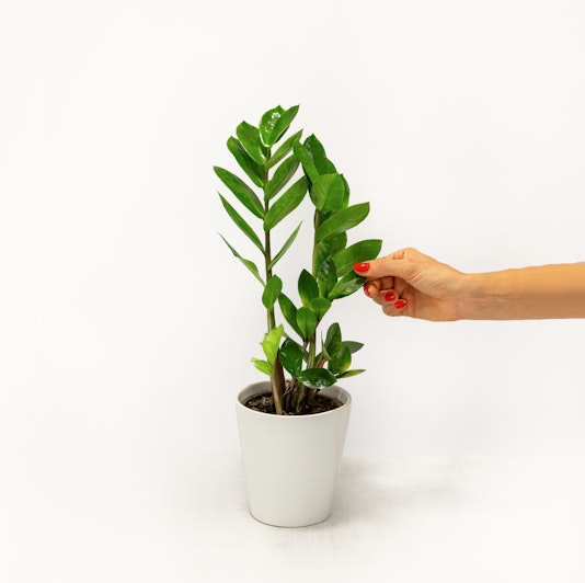 A hand tending to a vibrant ZZ plant in a stylish white pot, enhancing home decor.