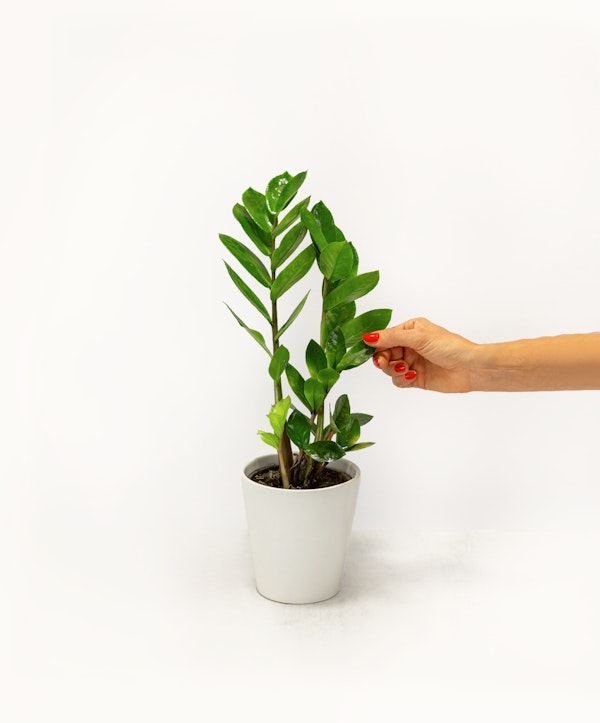 ZZ Plant | Low-Maintenance Modern Greenery | BloomsyBox