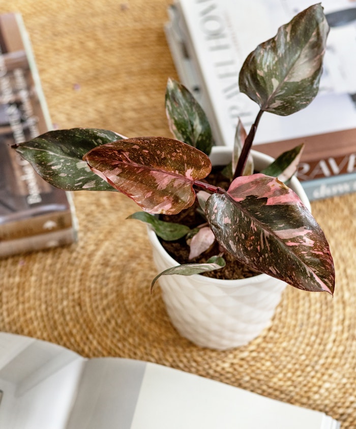 A vibrant potted plant with striking pink and green leaves, adding charm to a cozy indoor space.
