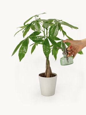 Potted money tree plant being misted for hydration, promoting healthy growth.