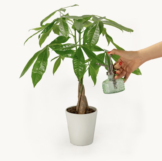 Potted money tree plant being misted for hydration, promoting healthy growth.