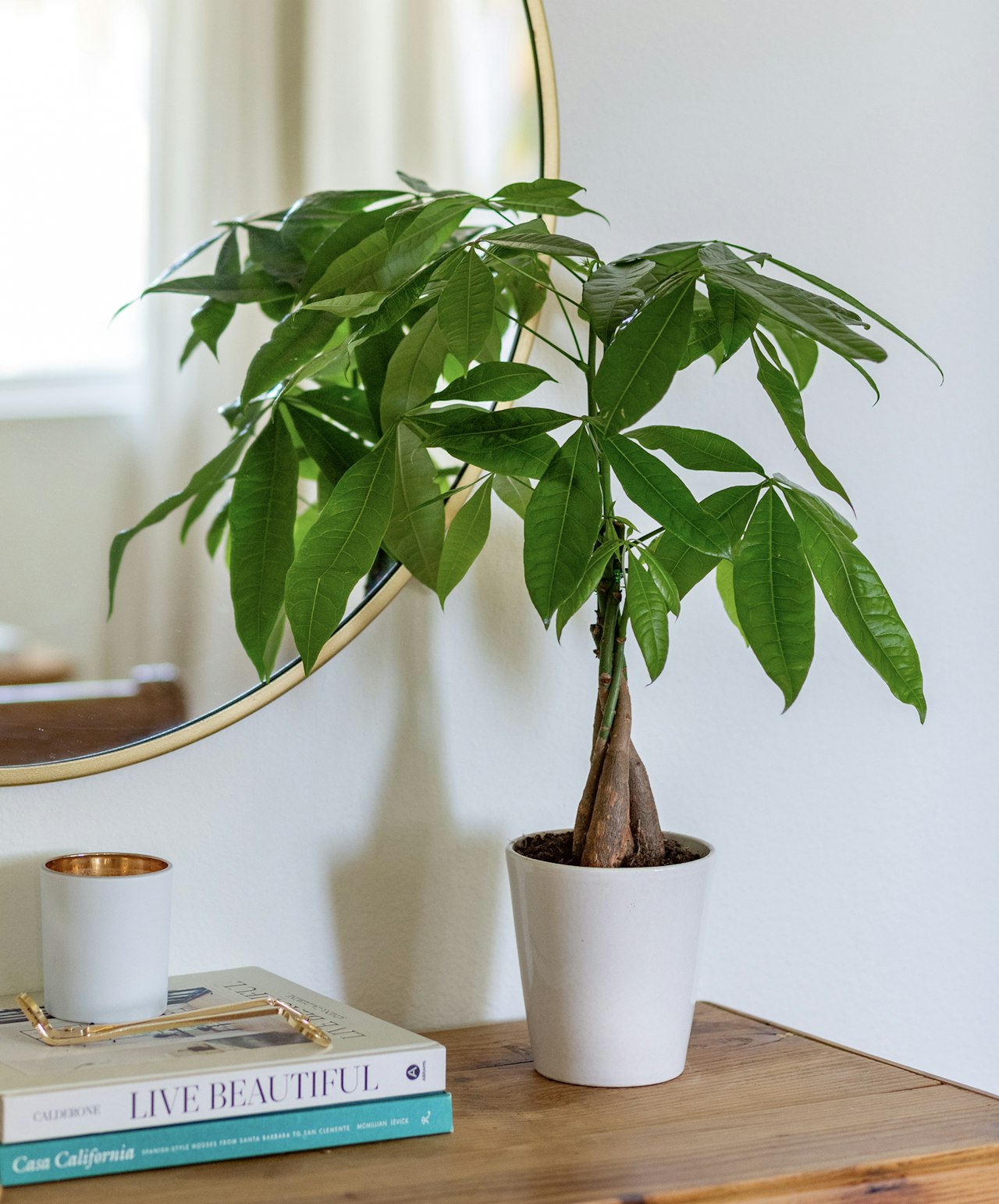 A vibrant money tree plant with lush green leaves in a stylish pot, enhancing home decor.
